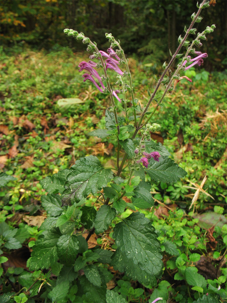 Image of Scutellaria columnae specimen.