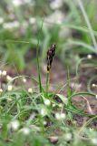 Carex pachystylis. Зацветающее растение. Южный Казахстан, левобережье Сыр-Дарьи выше Сюткента. 28.03.2014.