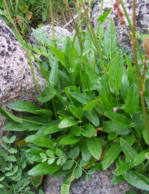 Изображение особи Rumex acetosa.