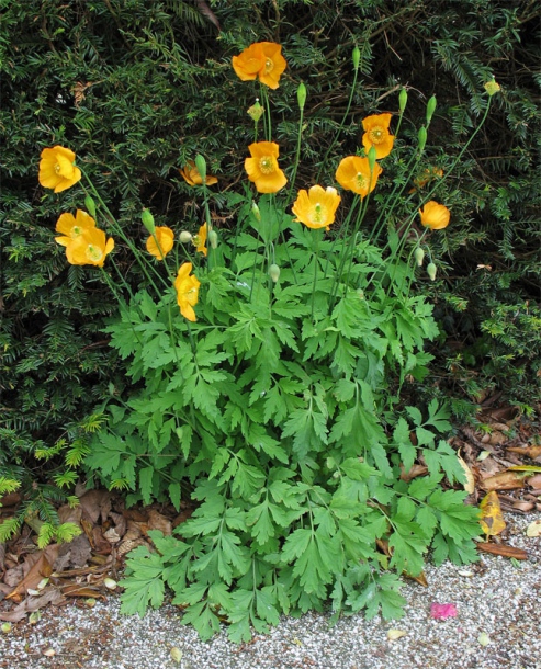 Изображение особи Papaver cambricum.