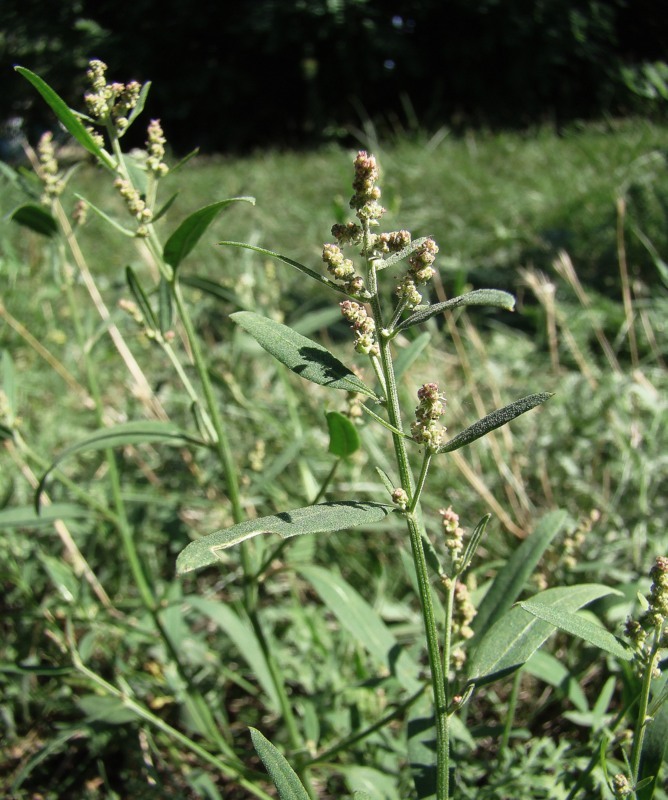 Изображение особи Atriplex patula.