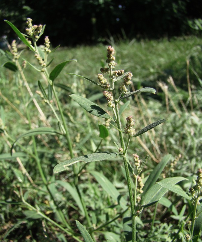 Image of Atriplex patula specimen.