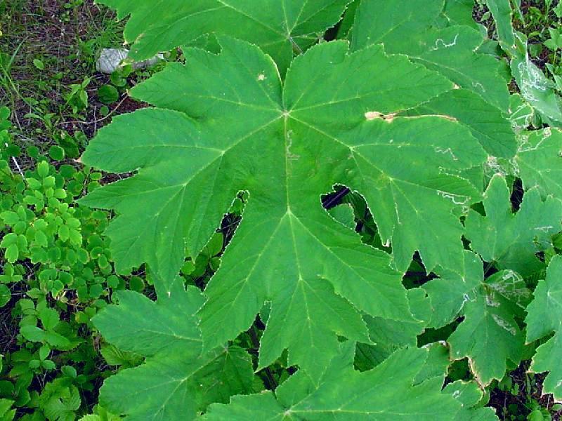 Изображение особи Heracleum lanatum.