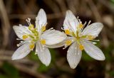 Coptis trifolia. Цветки. Камчатский край, Елизовский р-н, природный парк \"Налычево\".