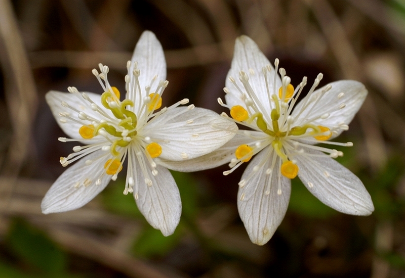 Изображение особи Coptis trifolia.