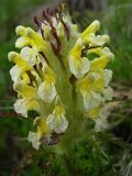 Pedicularis condensata