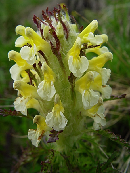 Изображение особи Pedicularis condensata.