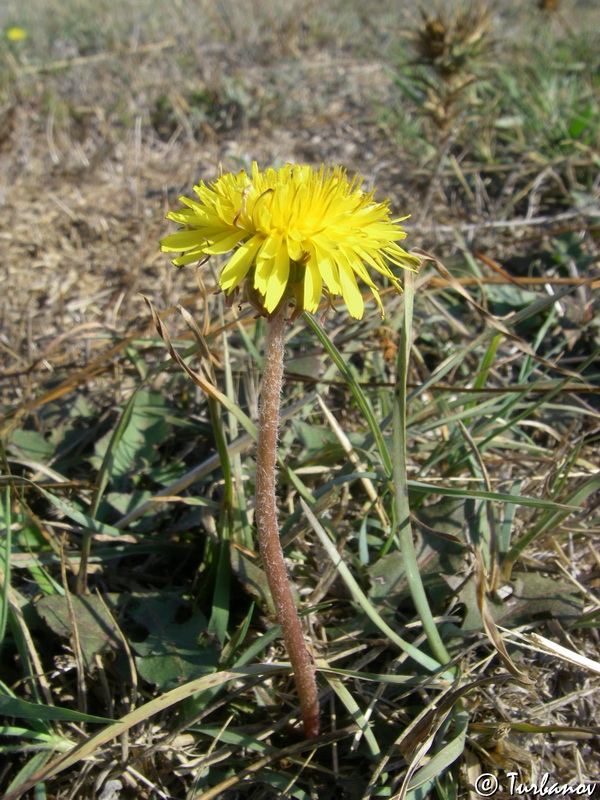 Изображение особи род Taraxacum.