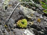 Orostachys spinosa. Растение в трещине камня. Восточный Казахстан, берег Усть-Каменогорского водохранилища. 15.08.2009.