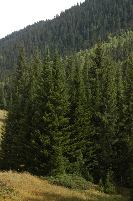 Image of Abies sibirica specimen.