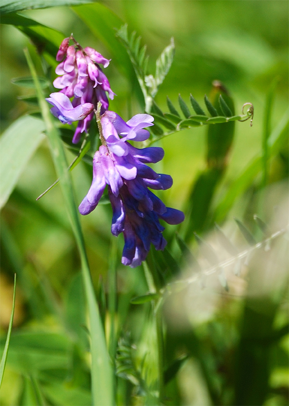 Изображение особи Vicia cracca.