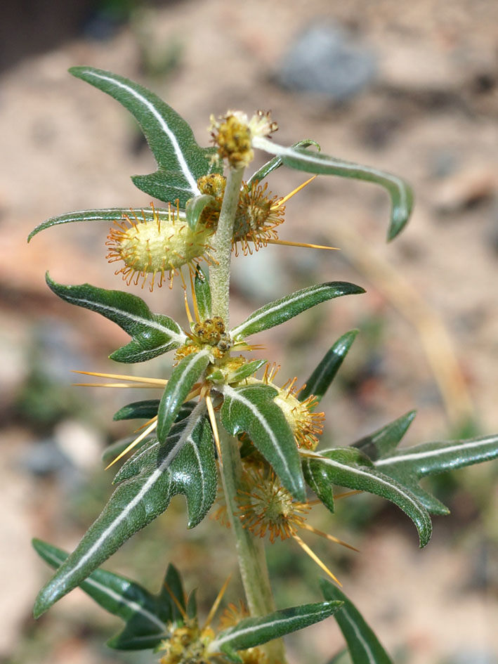 Изображение особи Xanthium spinosum.