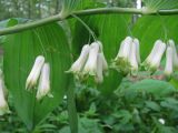 Polygonatum multiflorum. Часть побега с цветками. Санкт-Петербург, Петергоф, парк \"Александрия\". 31.05.2014.