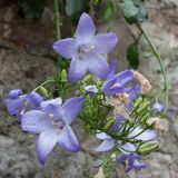 Campanula pyramidalis. Верхушка соцветия с цветками и бутонами в каплях дождя. Черногория, г. Будва, Старый Город, на стене. 06.10.2014.