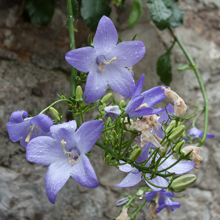 Изображение особи Campanula pyramidalis.