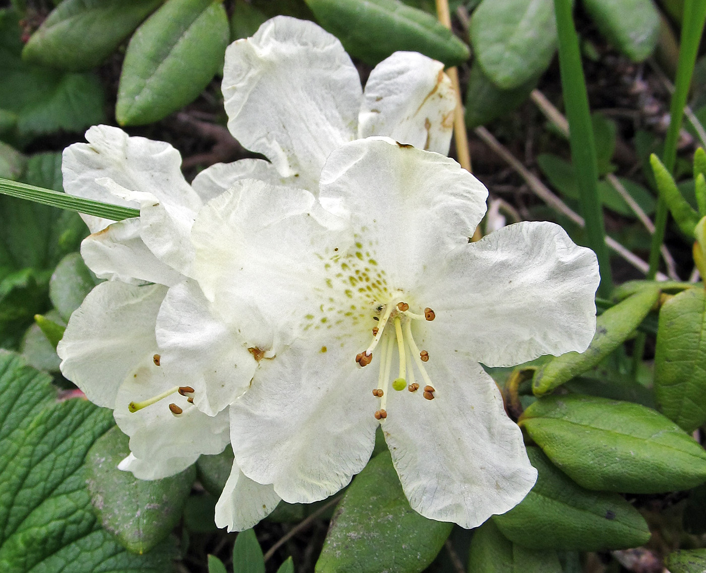 Image of Rhododendron aureum specimen.