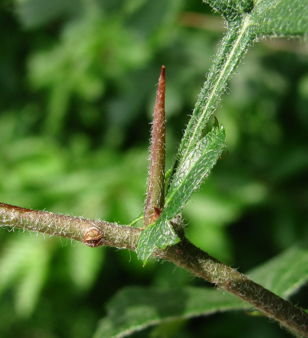 Image of genus Crataegus specimen.