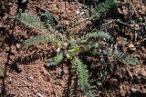 Astragalus atrovinosus