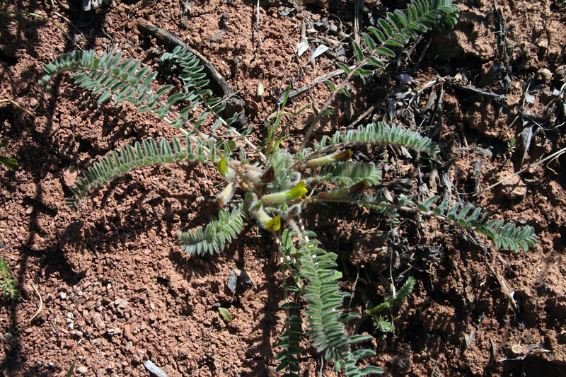 Изображение особи Astragalus atrovinosus.