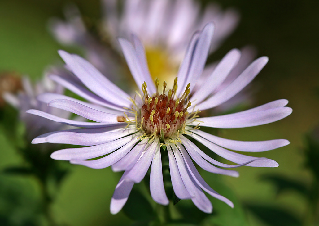 Image of Symphyotrichum &times; salignum specimen.