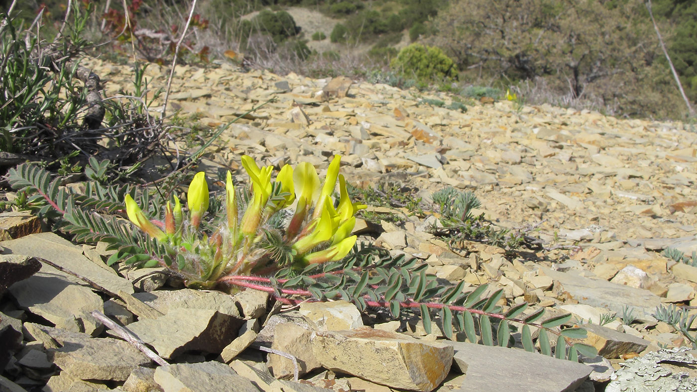 Изображение особи Astragalus utriger.