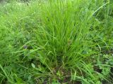 Brachypodium pinnatum