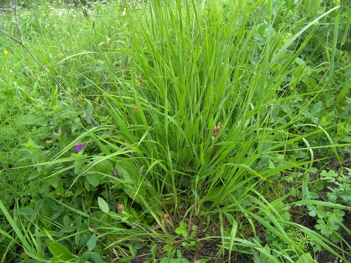 Изображение особи Brachypodium pinnatum.