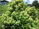 Backhousia citriodora. Цветущее растение. Австралия, г. Брисбен, парк Университета Квинсленда. 07.12.2015.