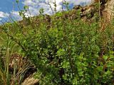 Spiraea aquilegifolia