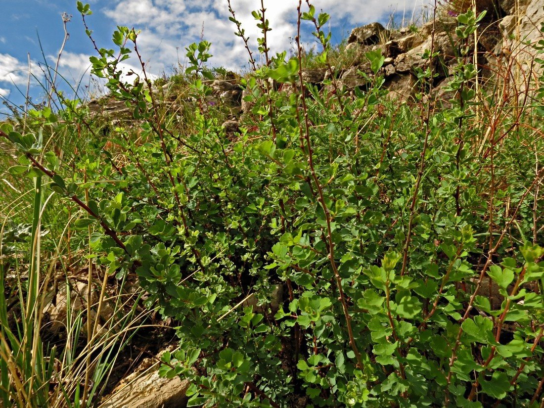 Изображение особи Spiraea aquilegifolia.