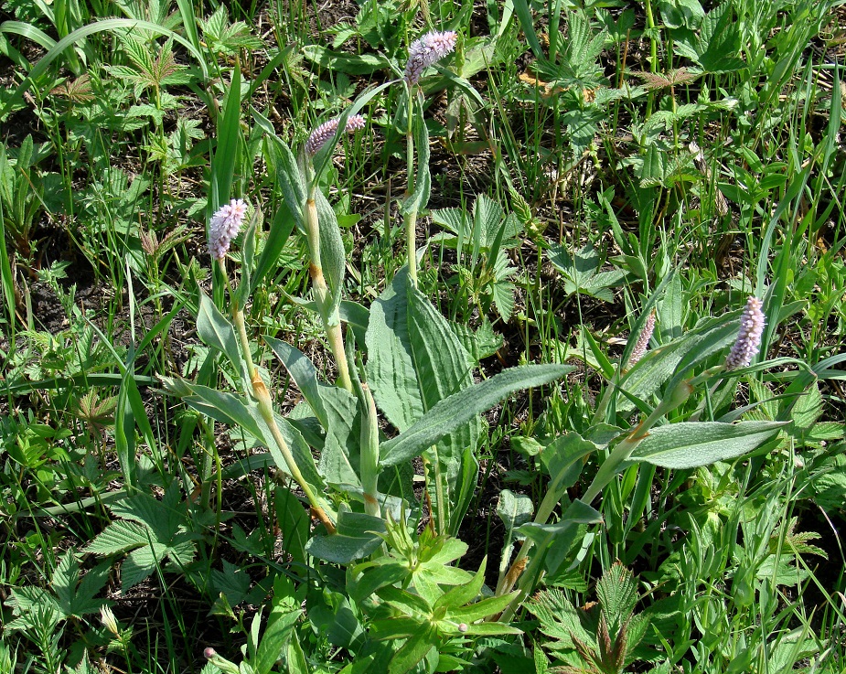 Изображение особи Bistorta officinalis.