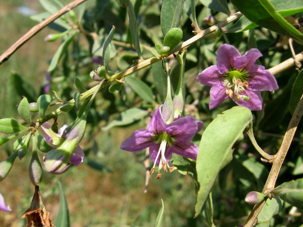 Изображение особи Lycium barbarum.