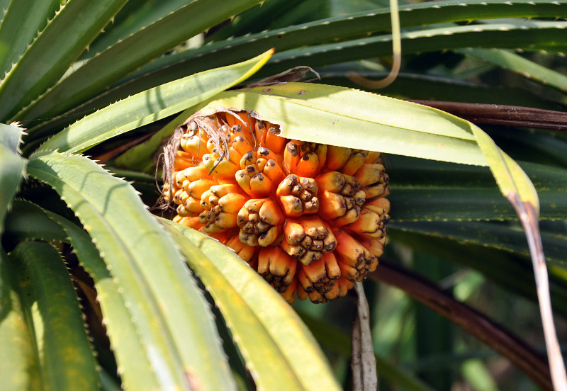 Изображение особи Pandanus tectorius.