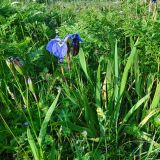 Iris setosa