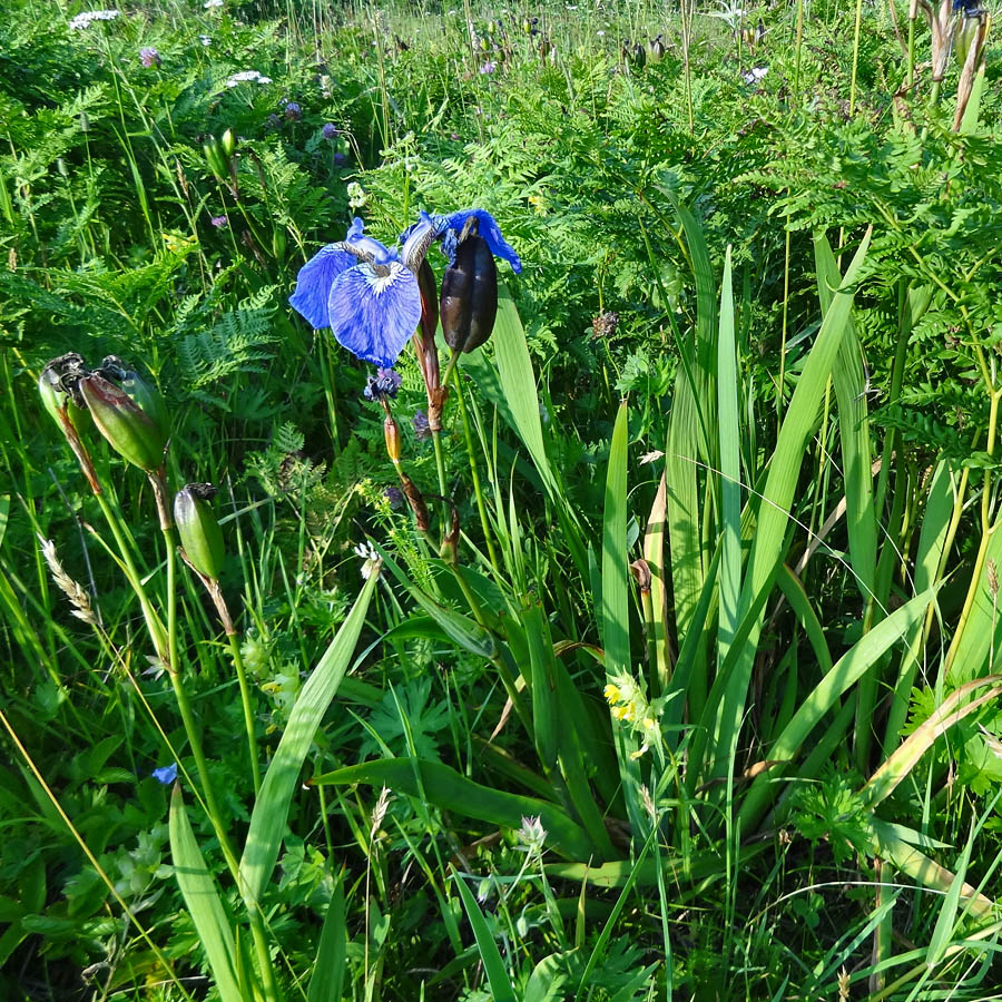 Изображение особи Iris setosa.