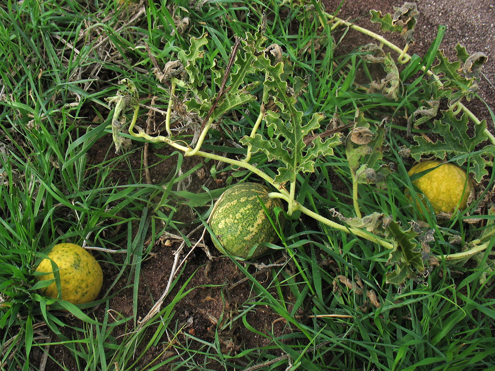 Image of Citrullus colocynthis specimen.