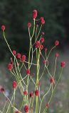 Sanguisorba officinalis