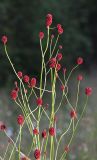 Sanguisorba officinalis. Верхушка цветущего растения. Бурятия, Кабанский р-н, окр. ж.-д. станции Речка Мишиха, разнотравный луг на прибайкальской террасе. 26.07.2012.