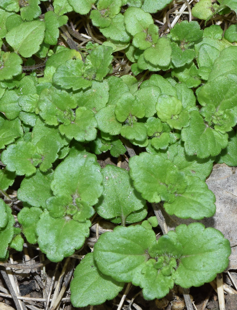 Image of Veronica persica specimen.