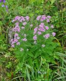 Saussurea pulchella. Цветущее растение. Приморье, Кавалеровский р-н, окр. бухты Зеркальной, приморский луг. 23.08.2015.
