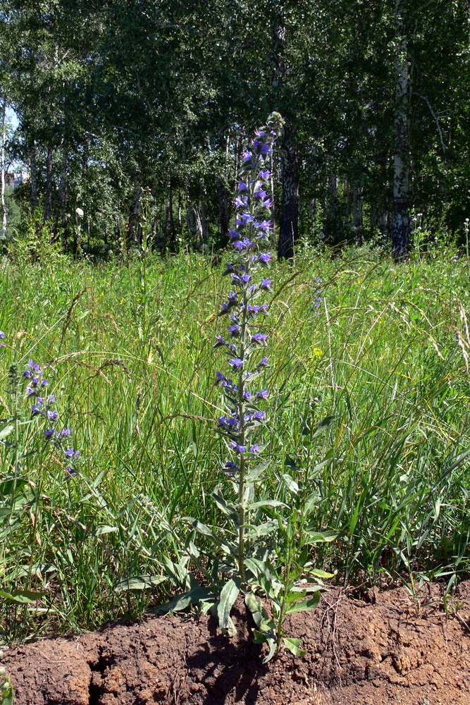 Изображение особи Echium vulgare.