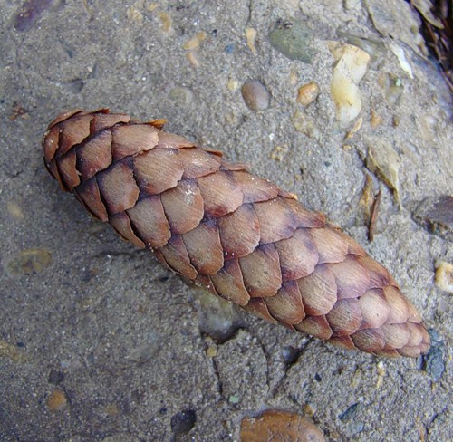 Image of Picea &times; fennica specimen.