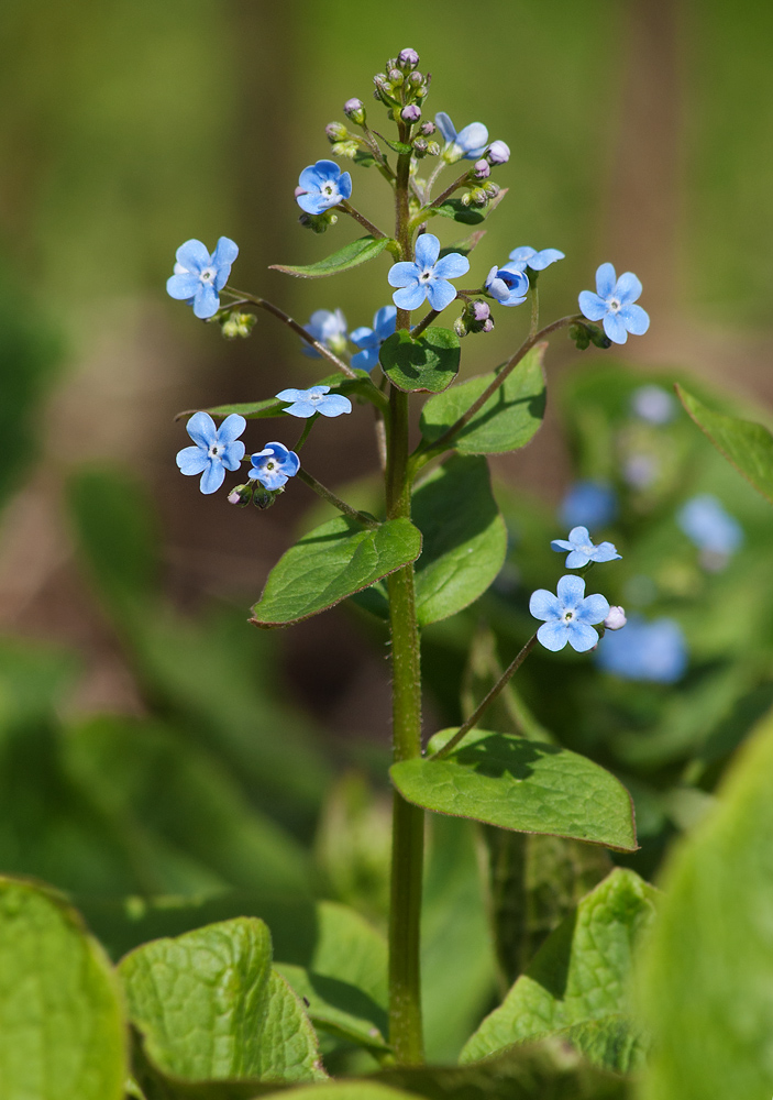 Изображение особи Brunnera sibirica.