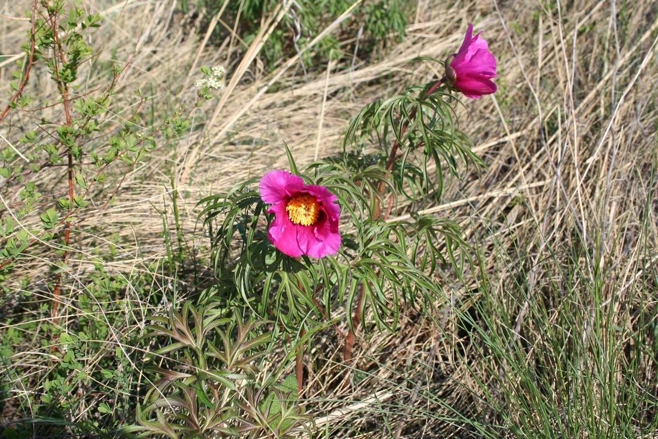 Image of Paeonia hybrida specimen.