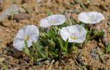 Convolvulus ammannii