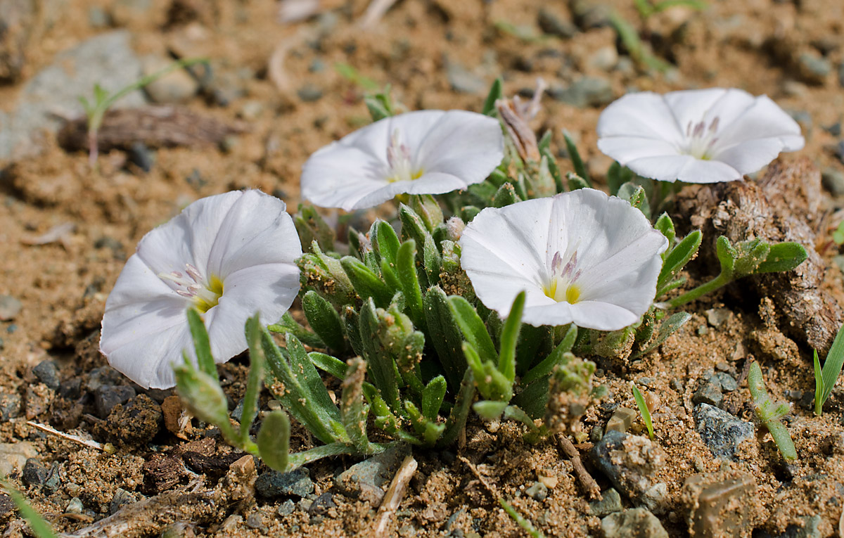 Изображение особи Convolvulus ammannii.