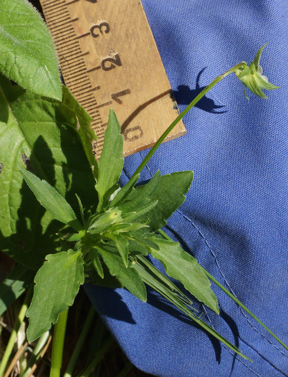 Image of Viola arvensis specimen.