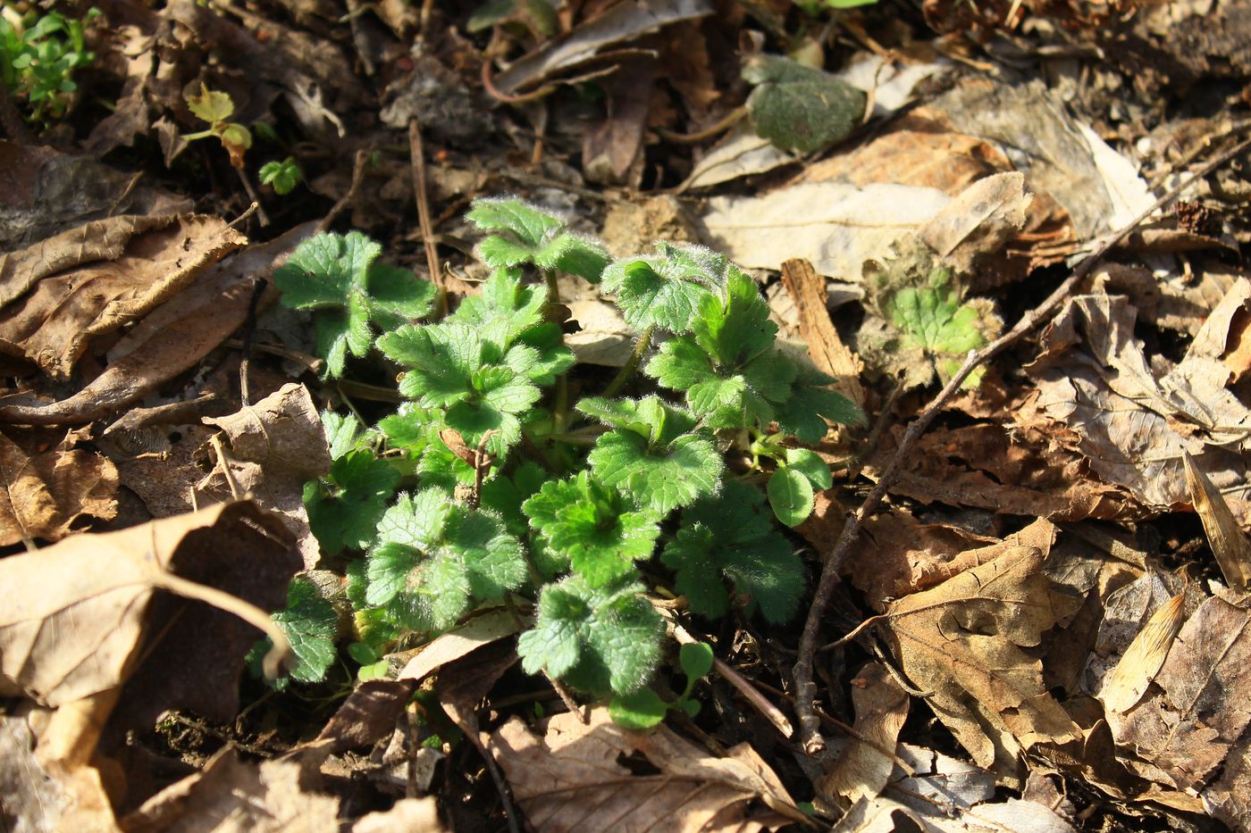 Image of genus Ranunculus specimen.