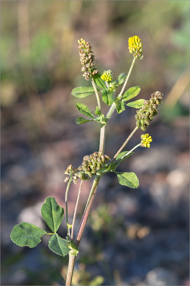 Изображение особи Medicago lupulina.