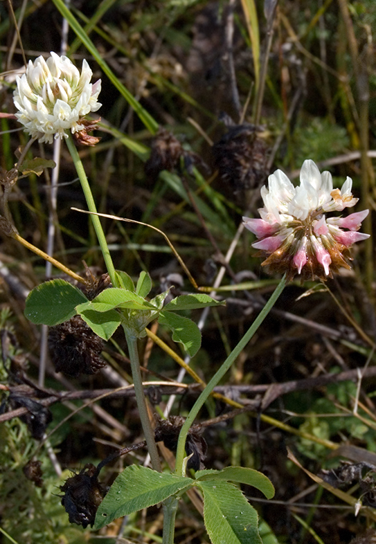 Изображение особи Trifolium hybridum.